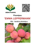 Ploomipuu Prunus 'Emma Leppermann'