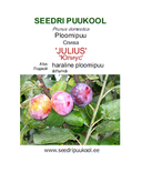 Ploomipuu Prunus 'Julius'