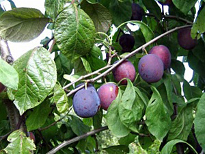 Ploomipuu Prunus 'Liisu'